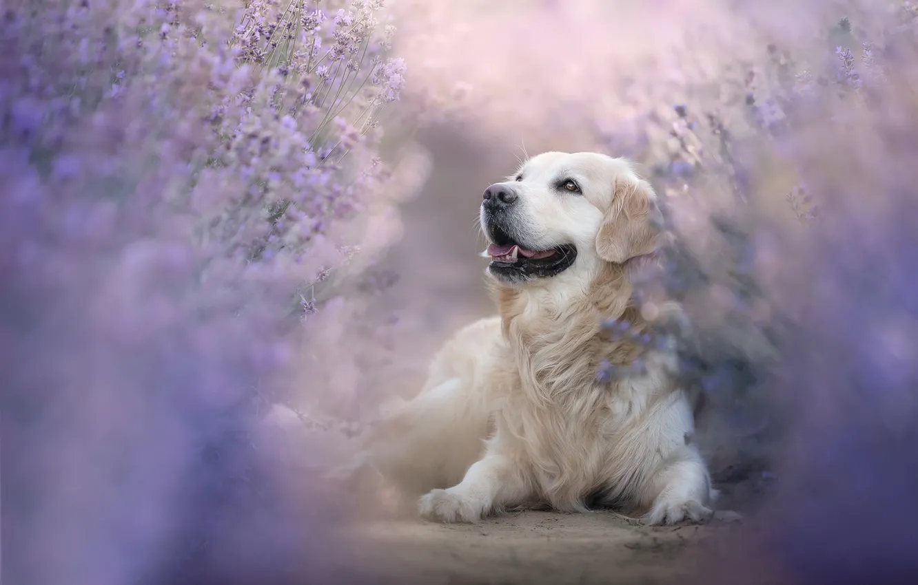Photo wallpaper dog, lavender, Golden Retriever, Golden Retriever