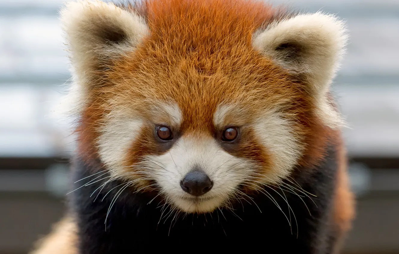 Photo wallpaper face, red Panda, firefox, red Panda