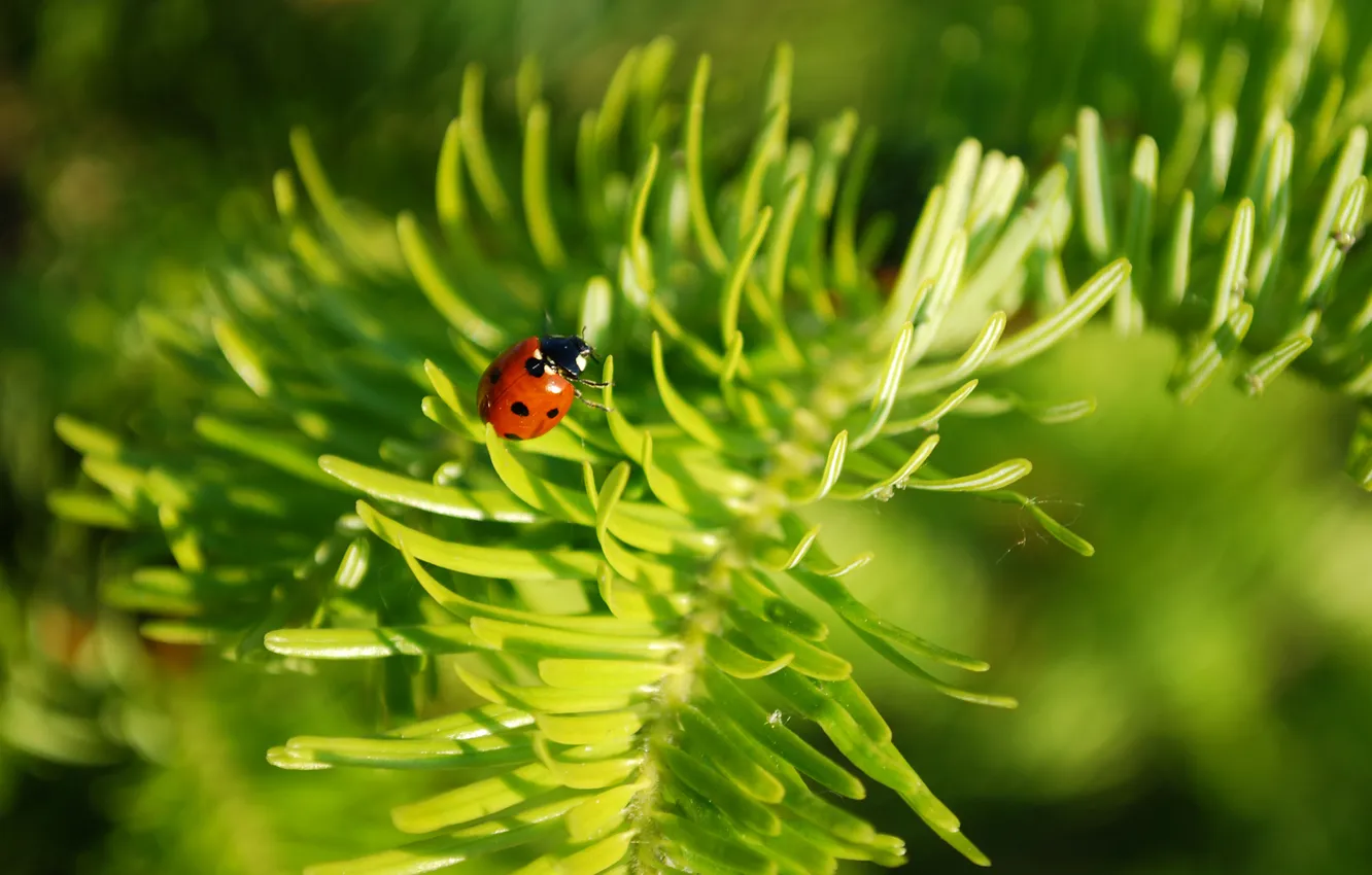 Photo wallpaper leaves, nature, plant, ladybug, insect