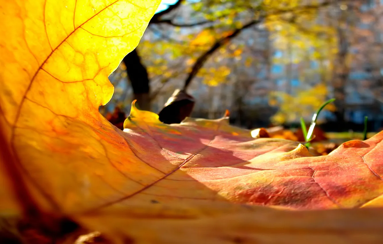 Photo wallpaper autumn, yellow, leaf, an inside look, interesting.