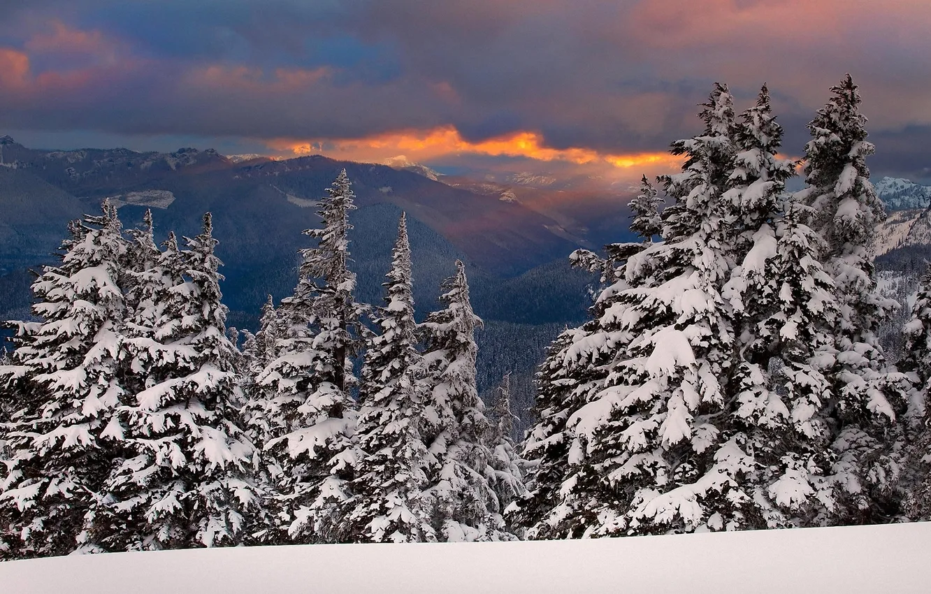 Photo wallpaper winter, forest, snow, sunset