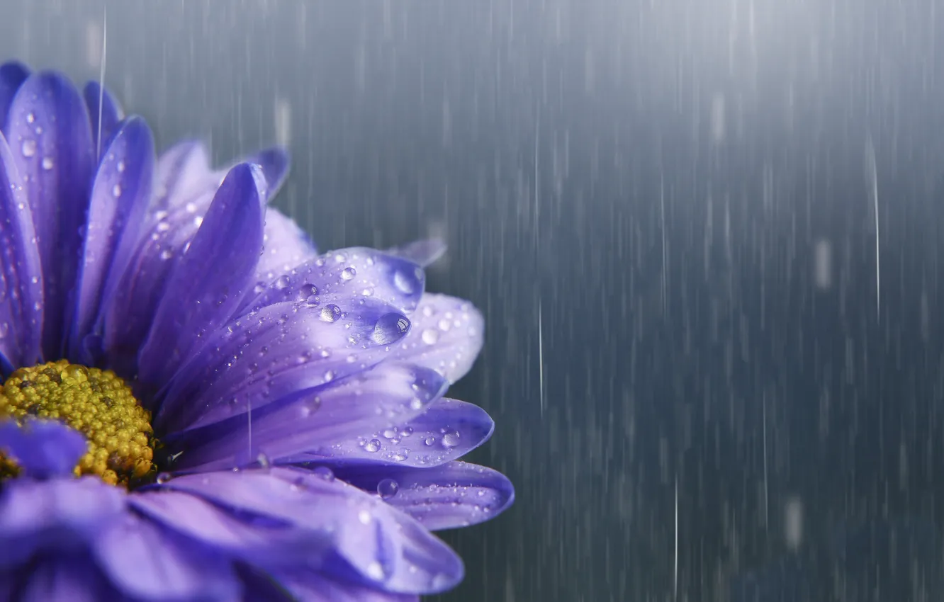 Photo wallpaper drops, flowers, rain, lilac, asters