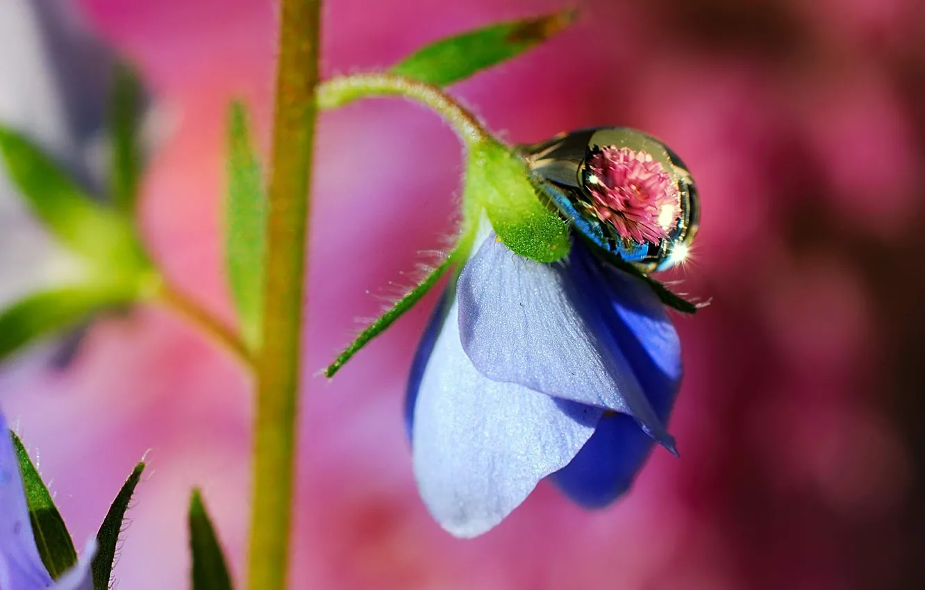 Photo wallpaper macro, flowers, blue, Rosa, drop