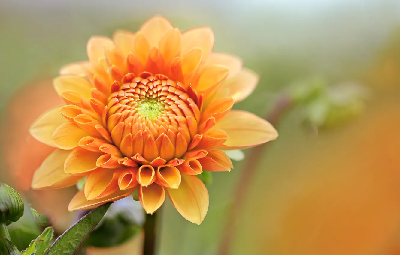 Photo wallpaper orange, buds, dahlias