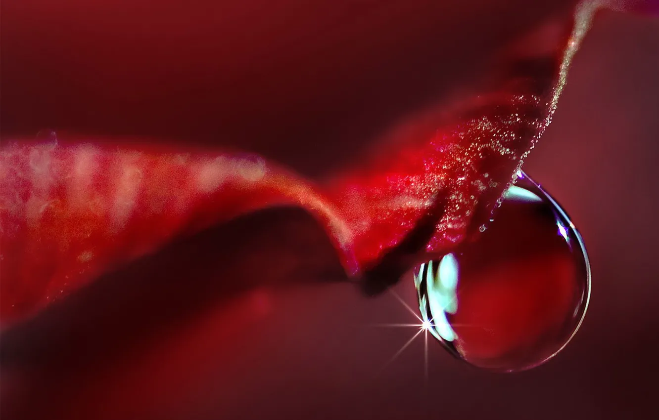 Photo wallpaper macro, red, drop, petal