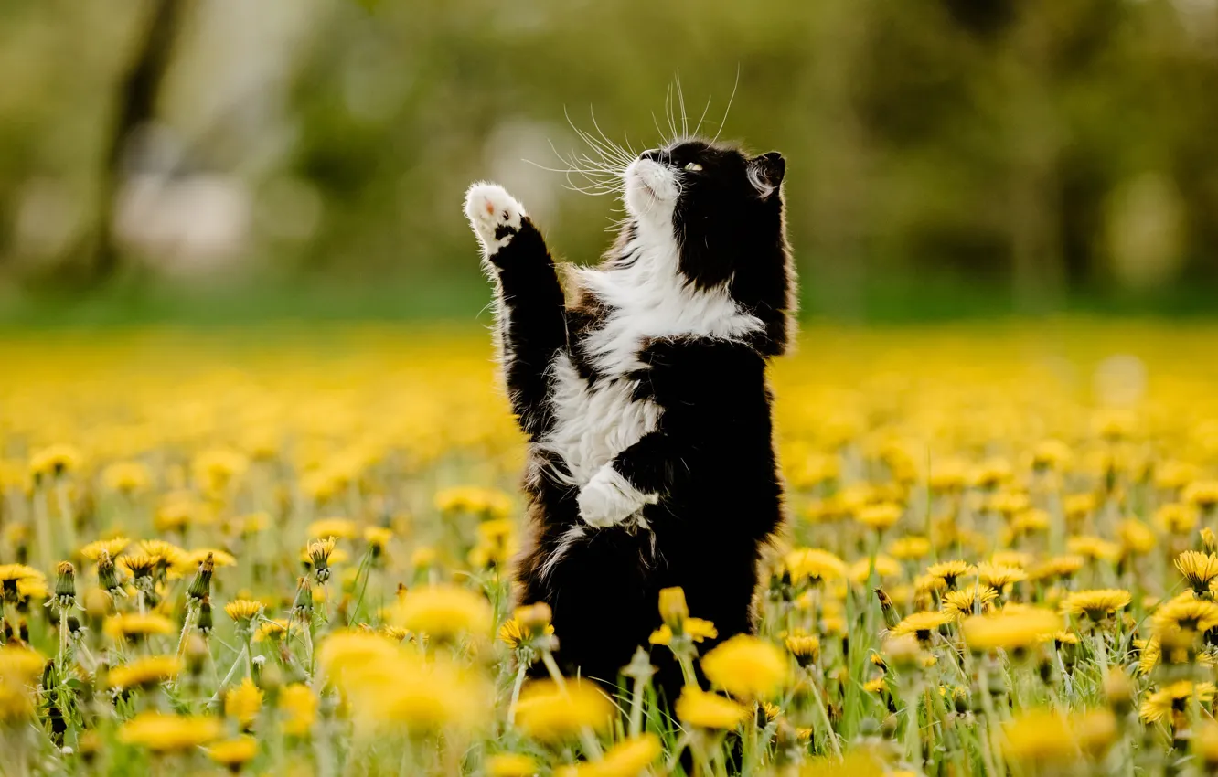 Photo wallpaper cat, cat, mustache, look, flowers, yellow, pose, dandelion