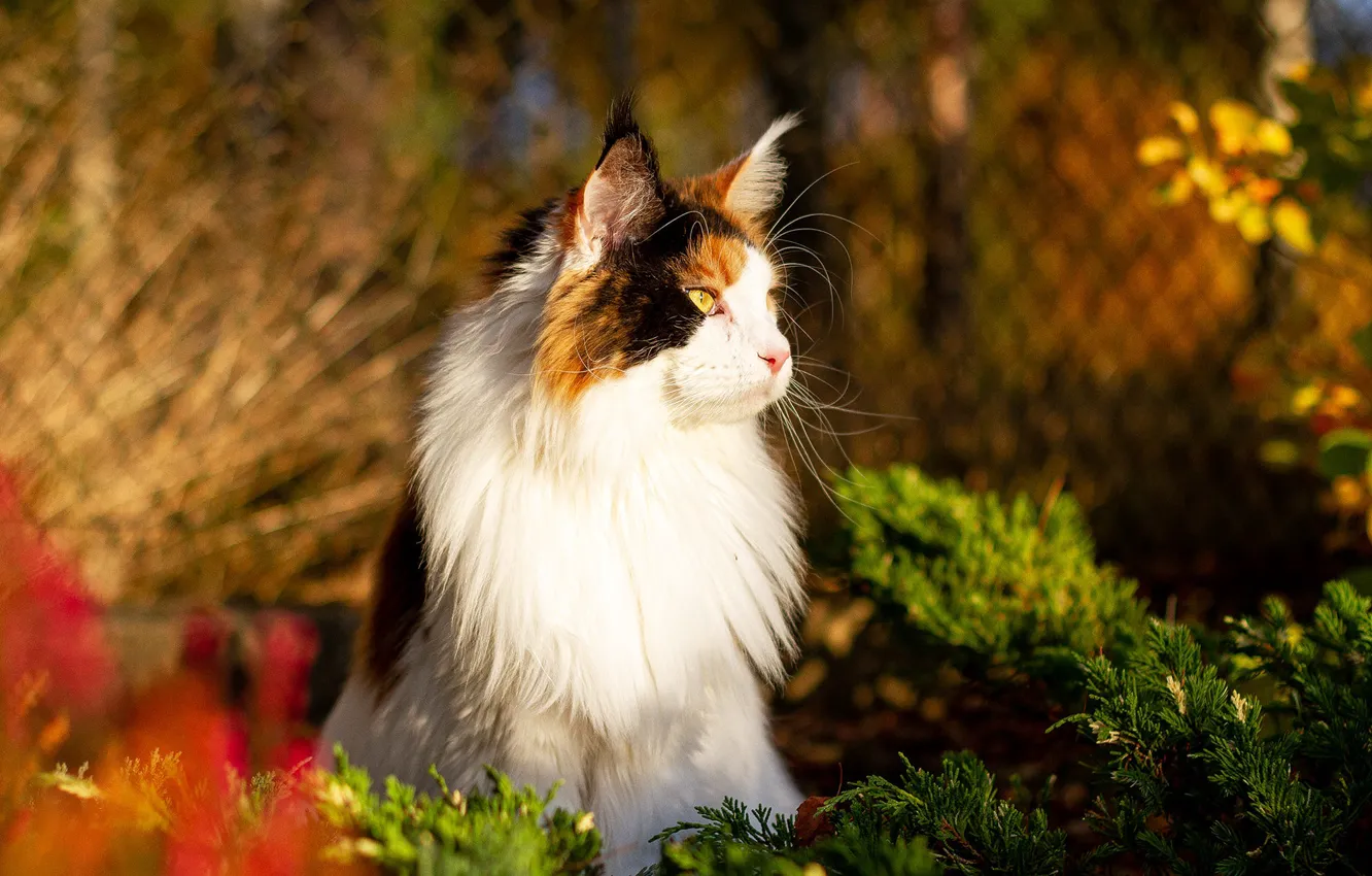 Photo wallpaper cat, cat, nature, mesh, the fence, garden, needles, Maine Coon