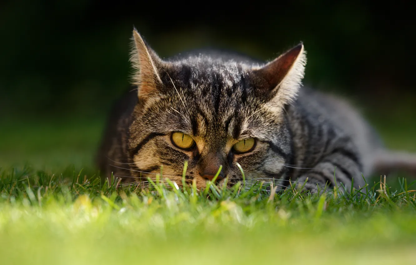 Photo wallpaper cat, grass, cat, look, muzzle