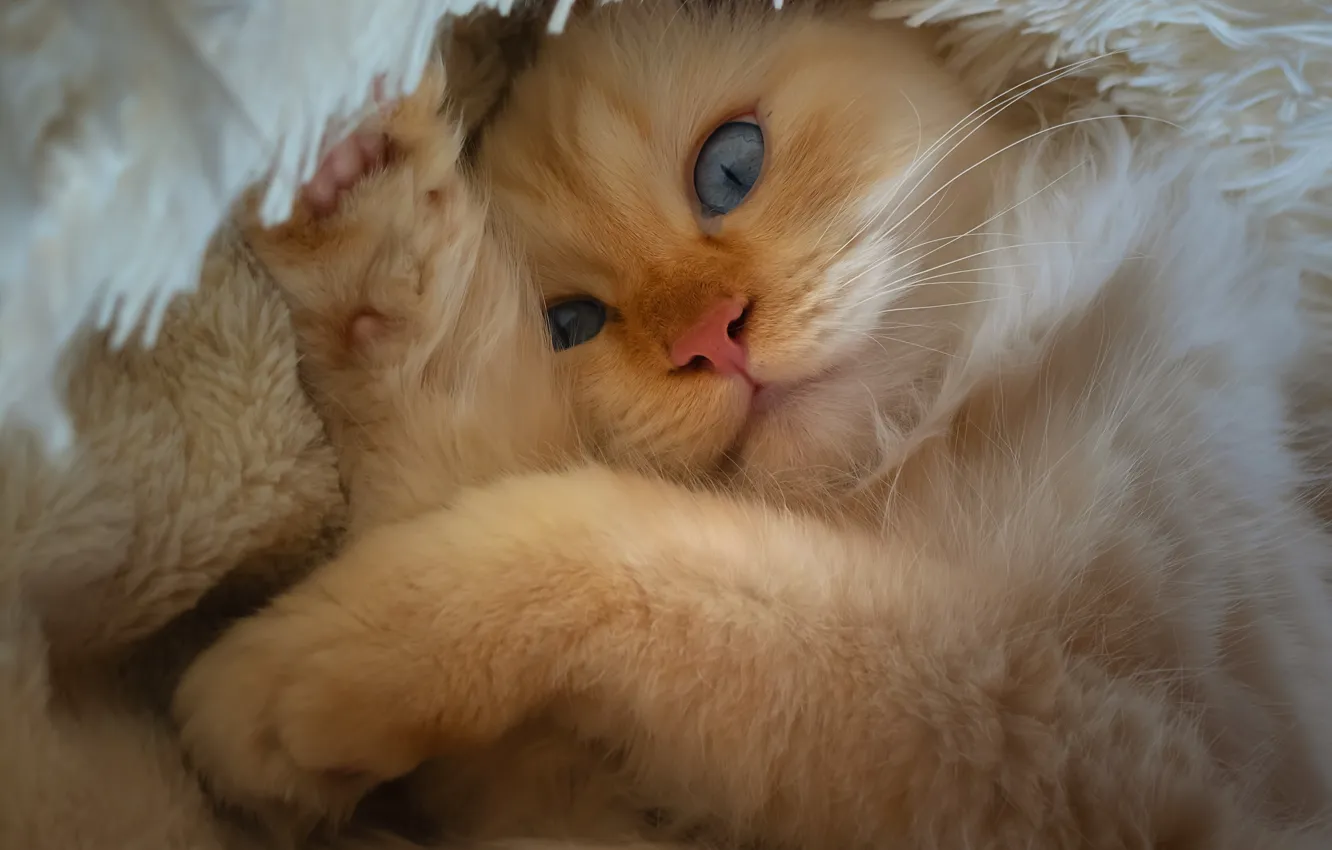 Photo wallpaper cat, cat, look, portrait, fluffy, red, kitty, blue eyes