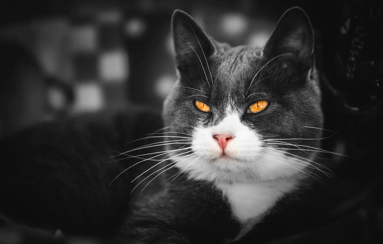 Photo wallpaper cat, cat, look, face, grey, background, portrait, treatment