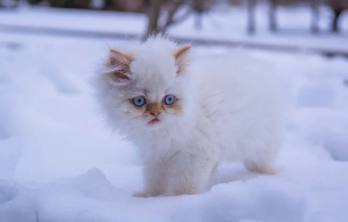 Photo wallpaper winter, white, snow, fluffy, kitty, blue eyes