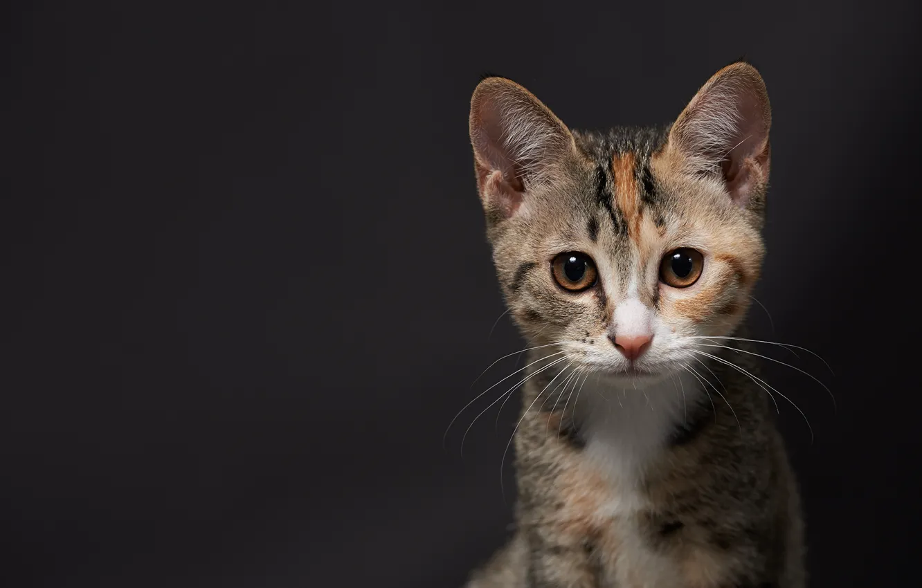 Photo wallpaper cat, kitty, background, muzzle