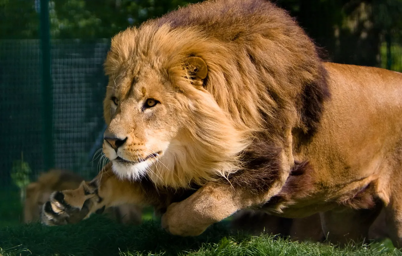 Photo wallpaper face, movement, predator, Leo, running, mane