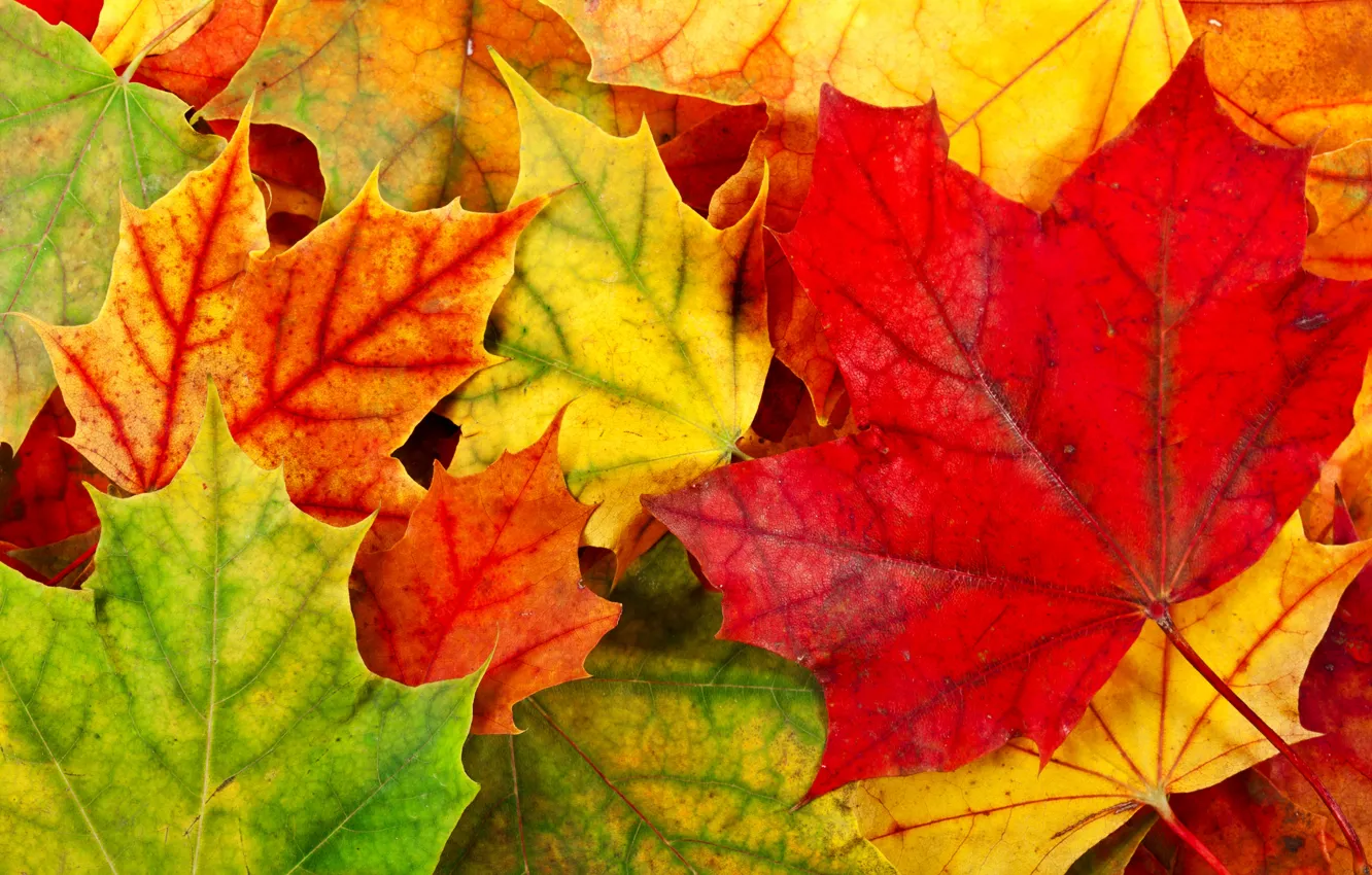 Photo wallpaper autumn, leaves, foliage, yellow, green, red, orange, fallen