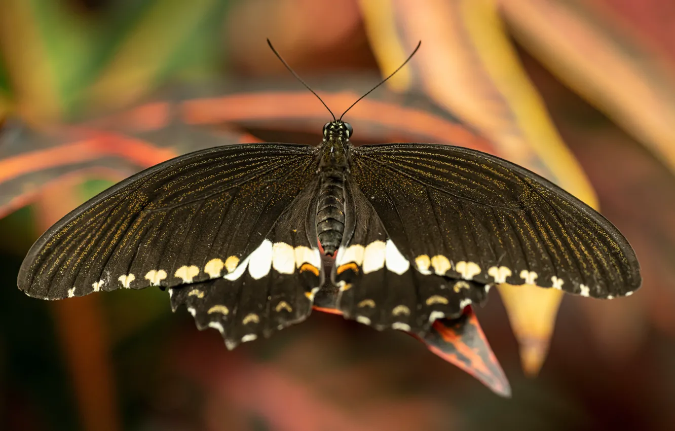 Photo wallpaper leaves, macro, butterfly, wings, brown, bokeh