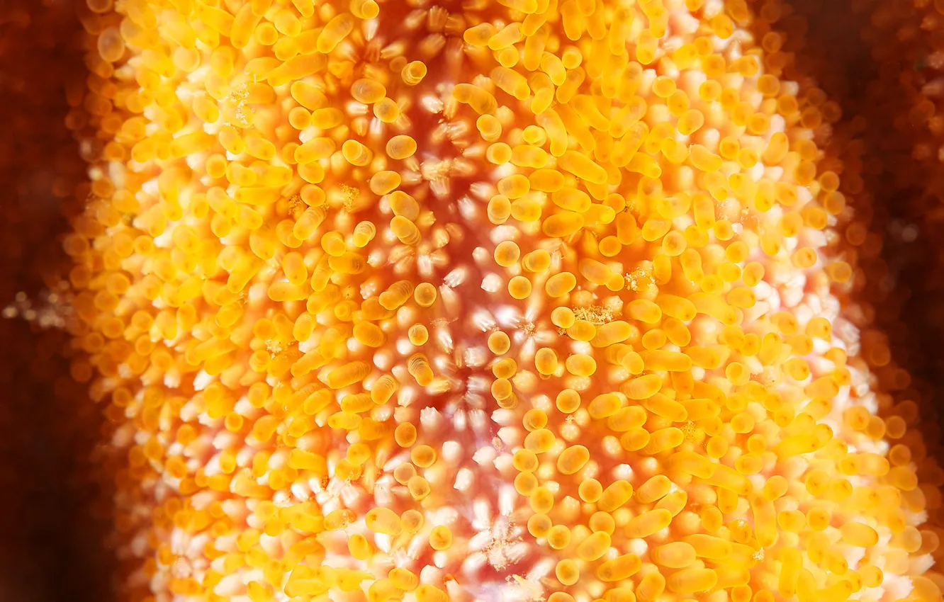 Photo wallpaper macro, starfish, sucker