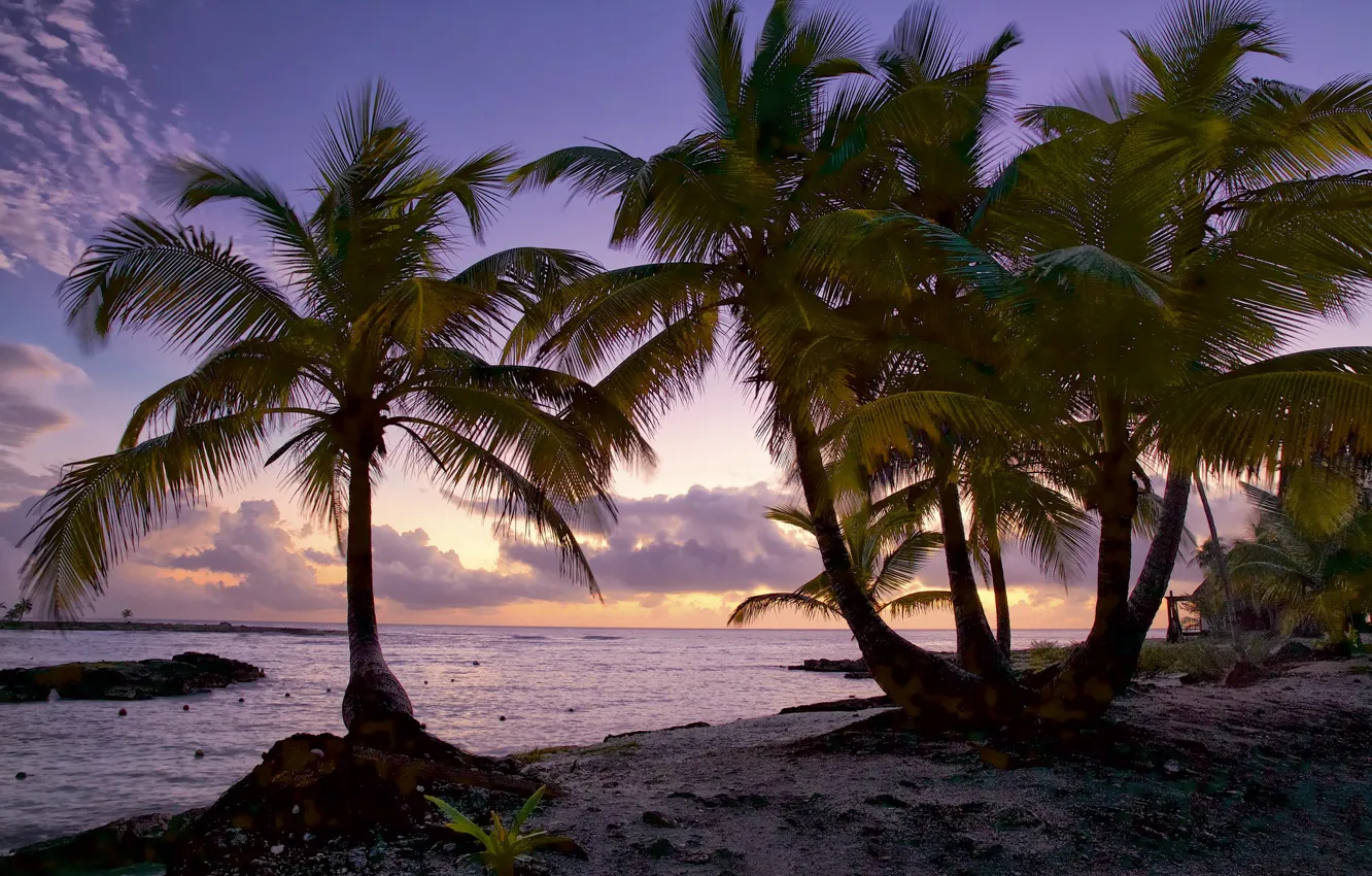 Photo wallpaper sea, summer, the sky, palm trees, shore, the evening