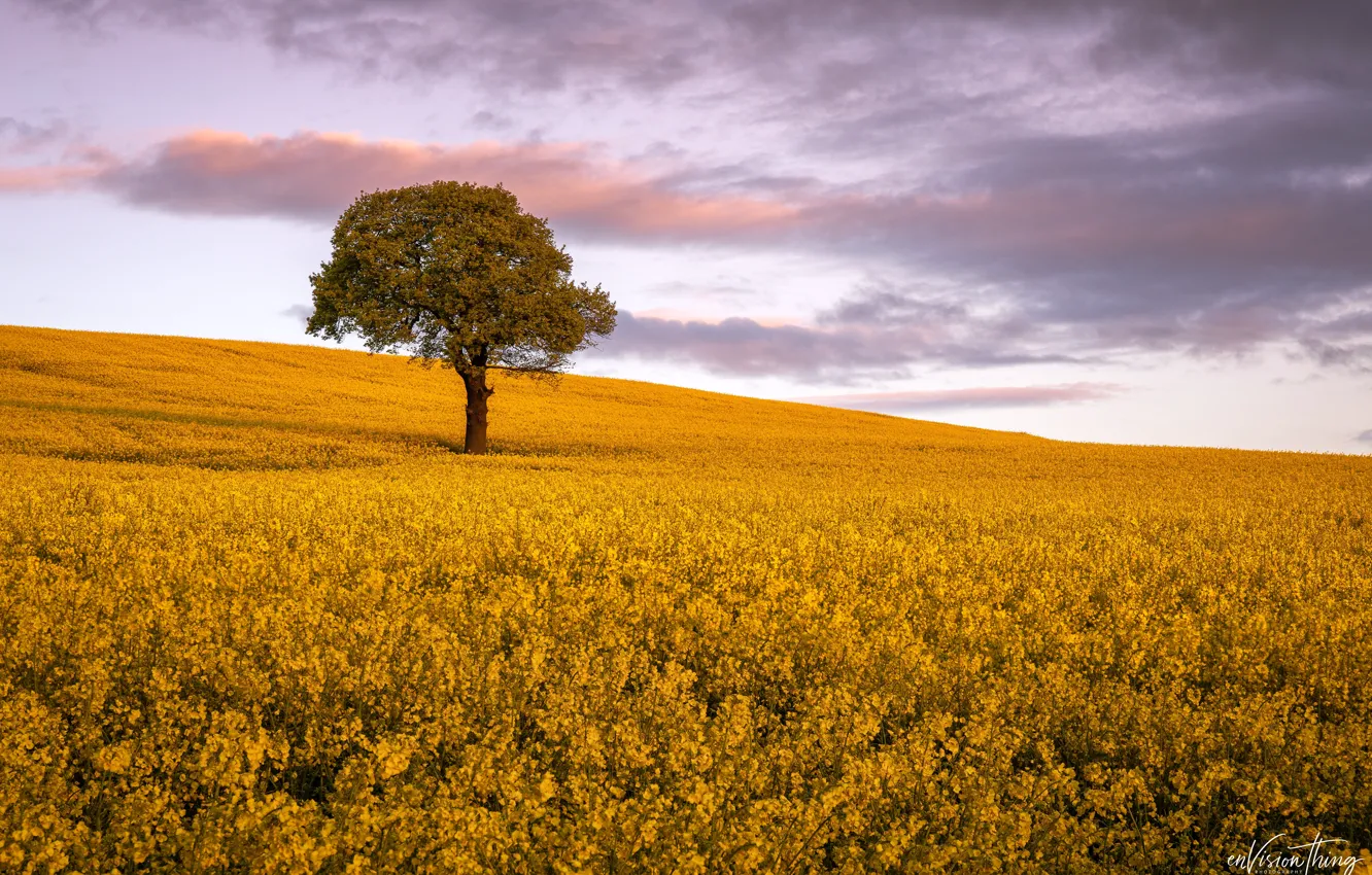 Photo wallpaper field, the sky, clouds, trees, flowers, yellow, horizon