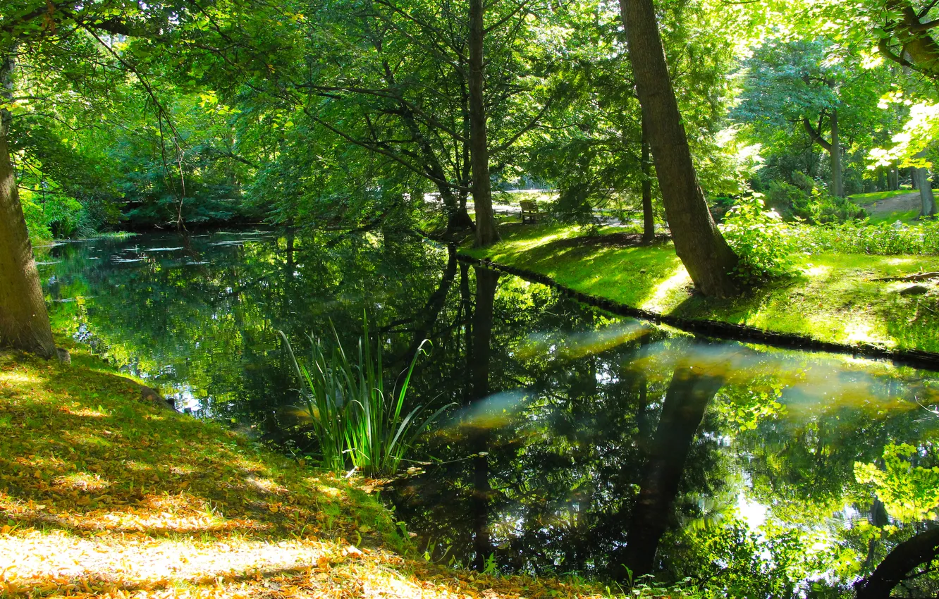 Photo wallpaper green, trees, water, park, pond