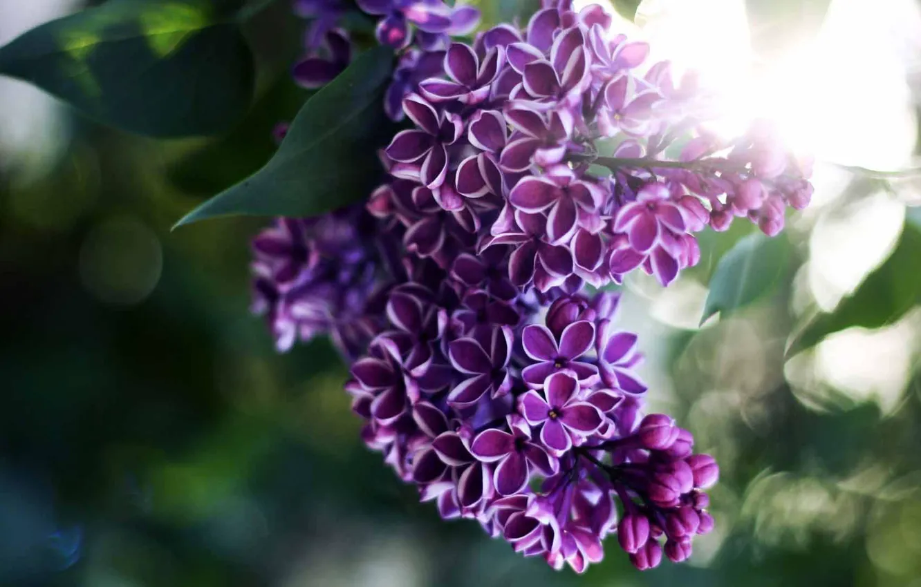 Photo wallpaper leaves, the sun, branch, lilac