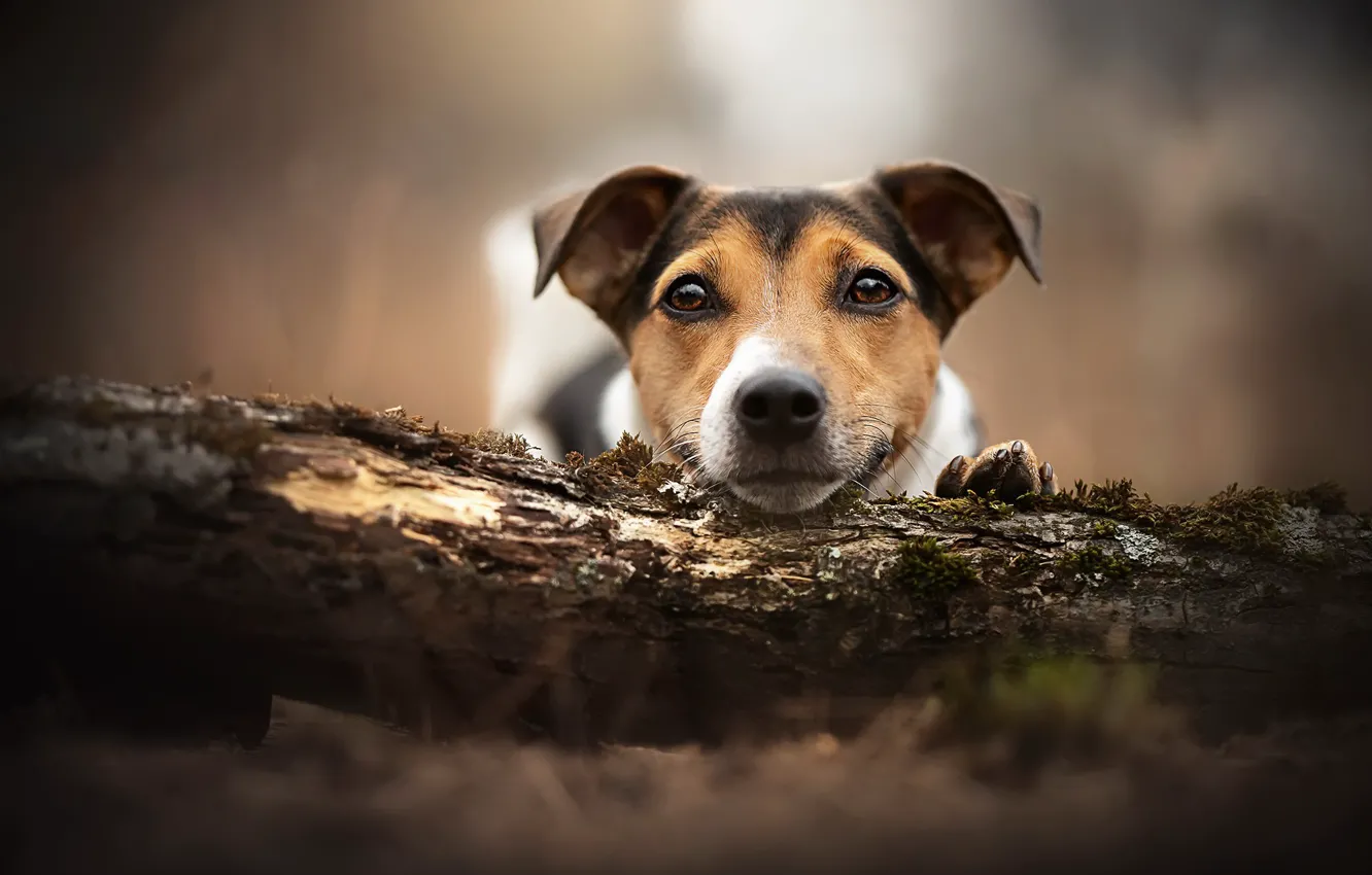 Photo wallpaper look, each, dog