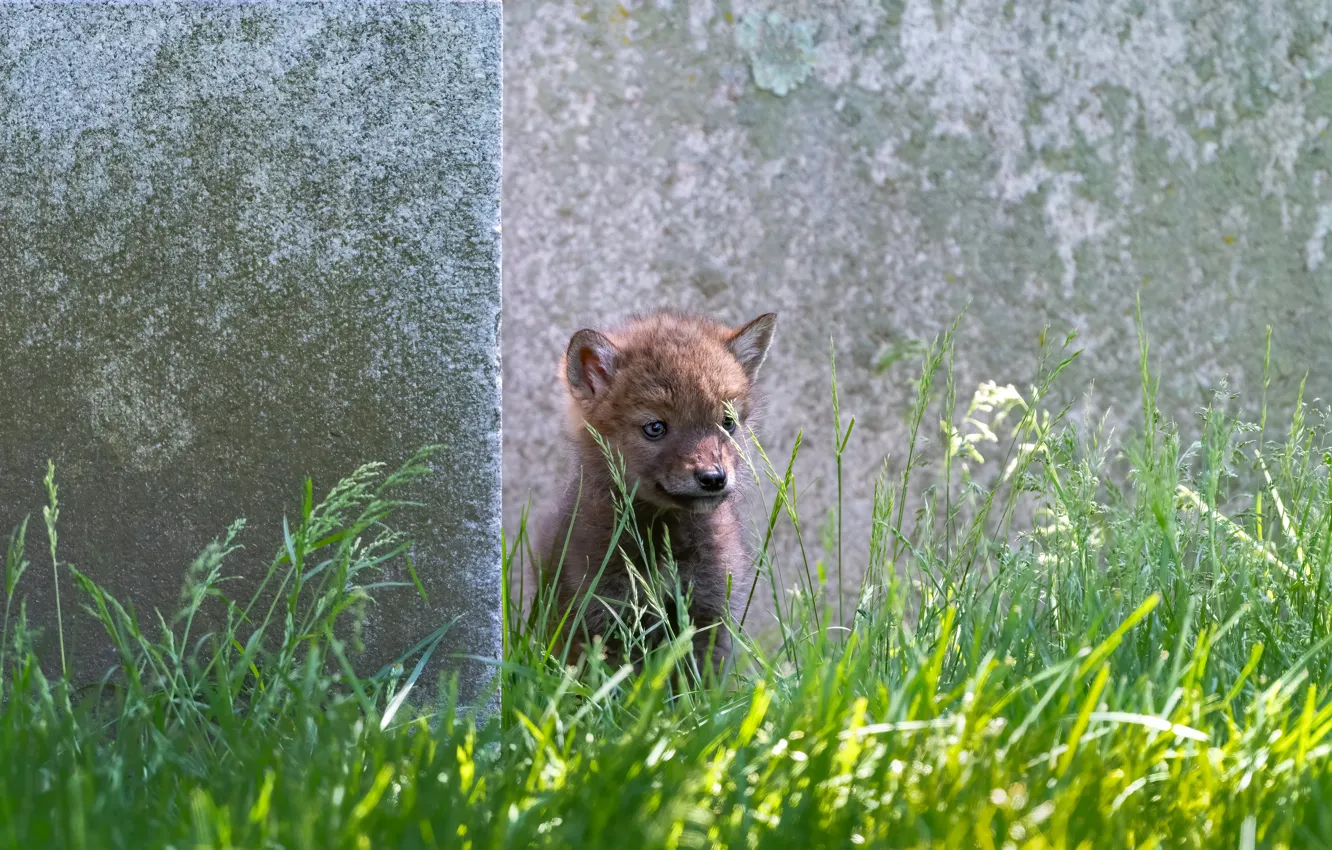 Photo wallpaper grass, stones, wolf, baby, puppy, the cub, coyote