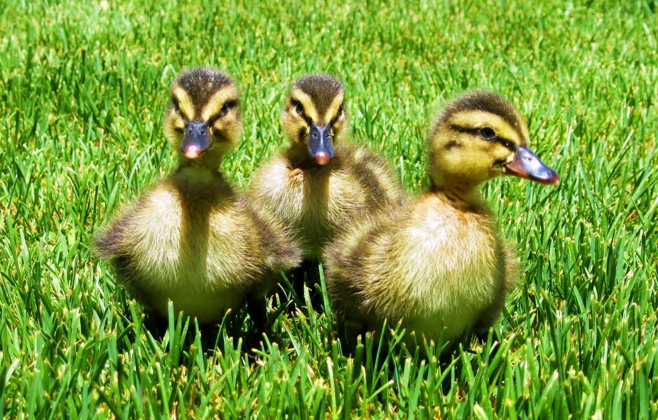 Photo wallpaper grass, nature, bird, duck