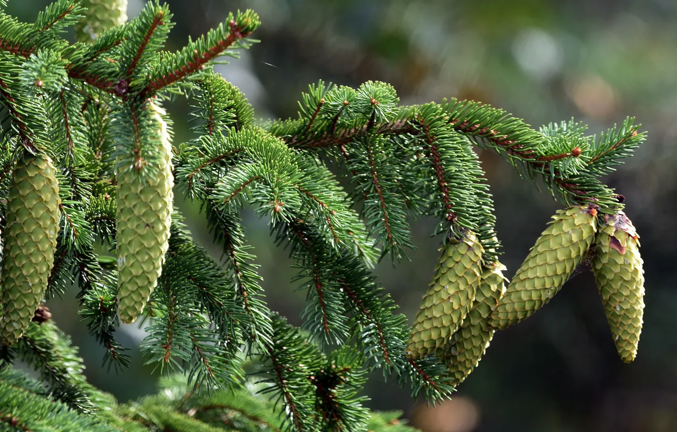 Photo wallpaper light, trees, branches, nature, spruce, blur, needles, bumps