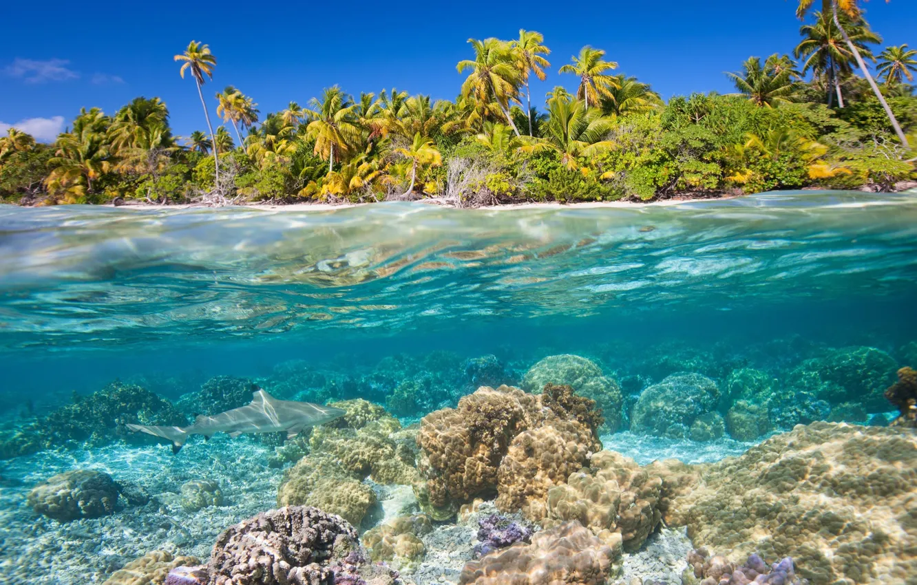 Photo wallpaper sea, water, tropics, palm trees, the bottom