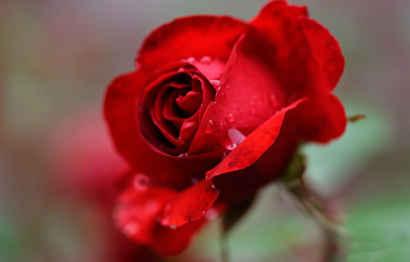 Photo wallpaper blur, scarlet rose, drops