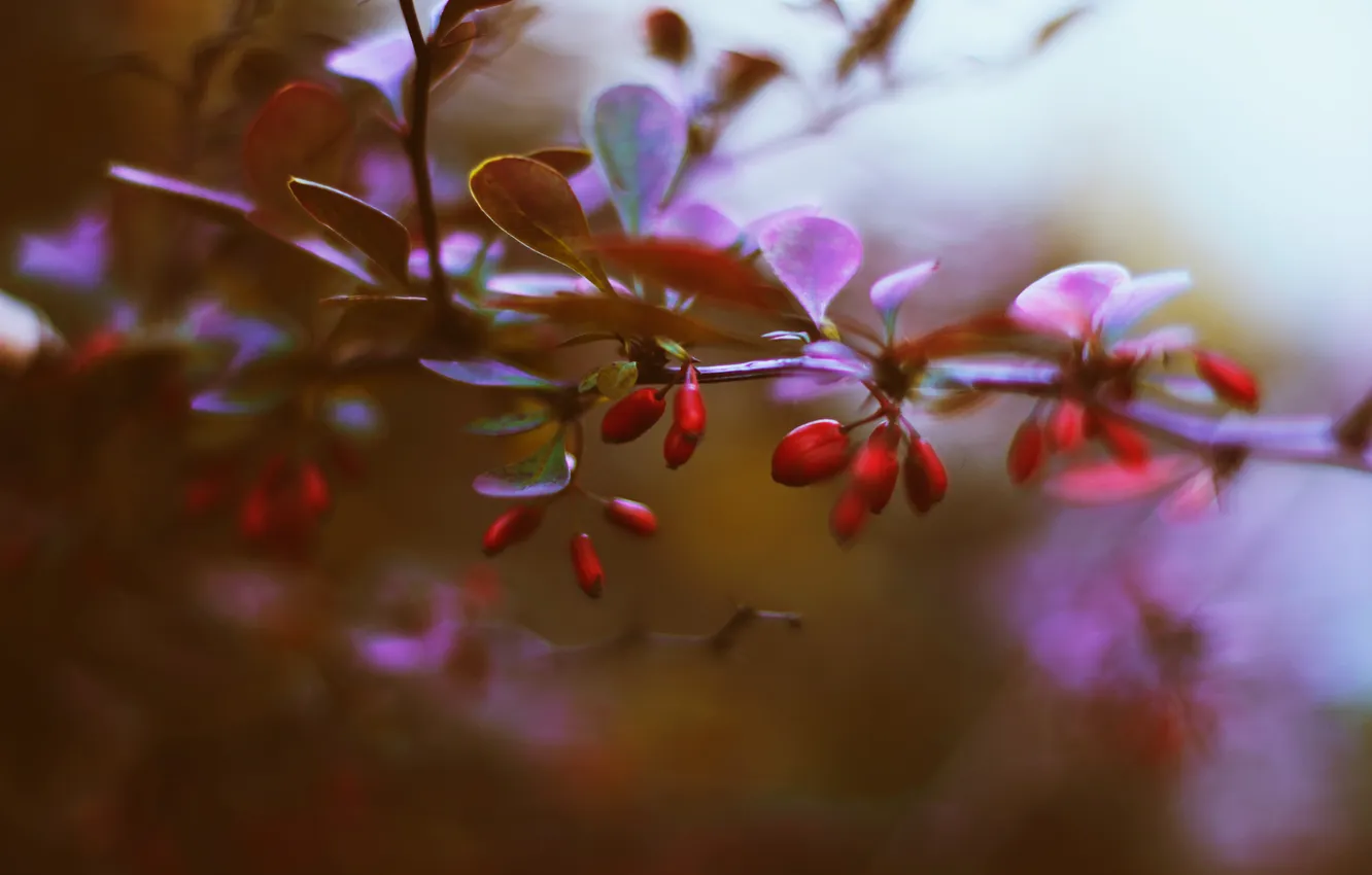 Photo wallpaper leaves, branches, berries, barberry