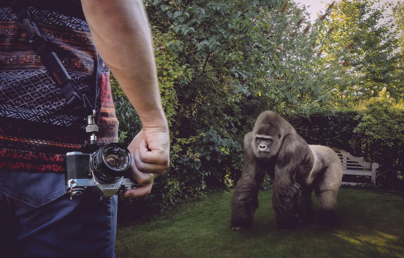 Photo wallpaper people, the situation, monkey