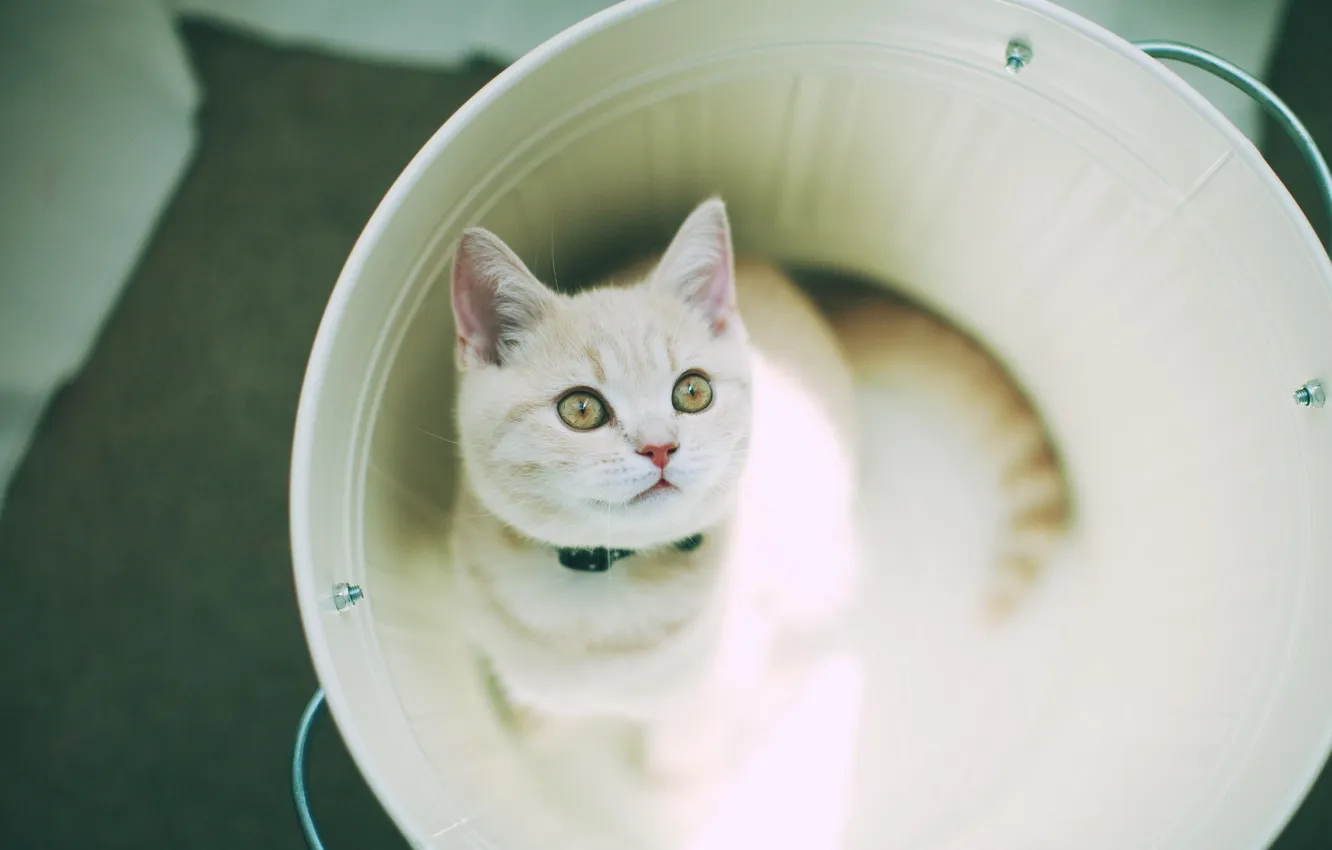 Photo wallpaper cat, look, bucket