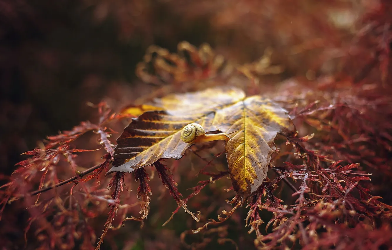 Photo wallpaper autumn, leaves, snail