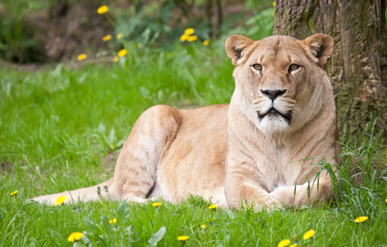 Photo wallpaper cat, summer, grass, lioness