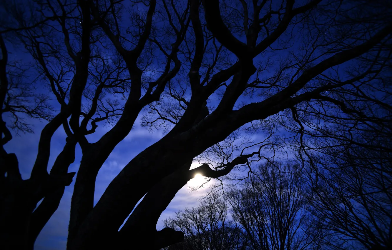 Photo wallpaper stars, trees, night, the moon, silhouettes