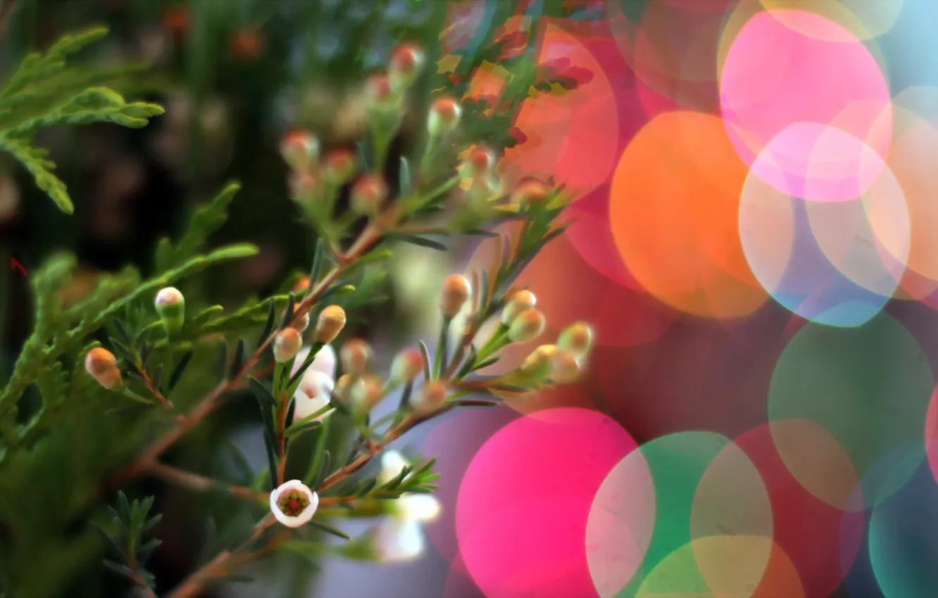 Photo wallpaper light, branches, background