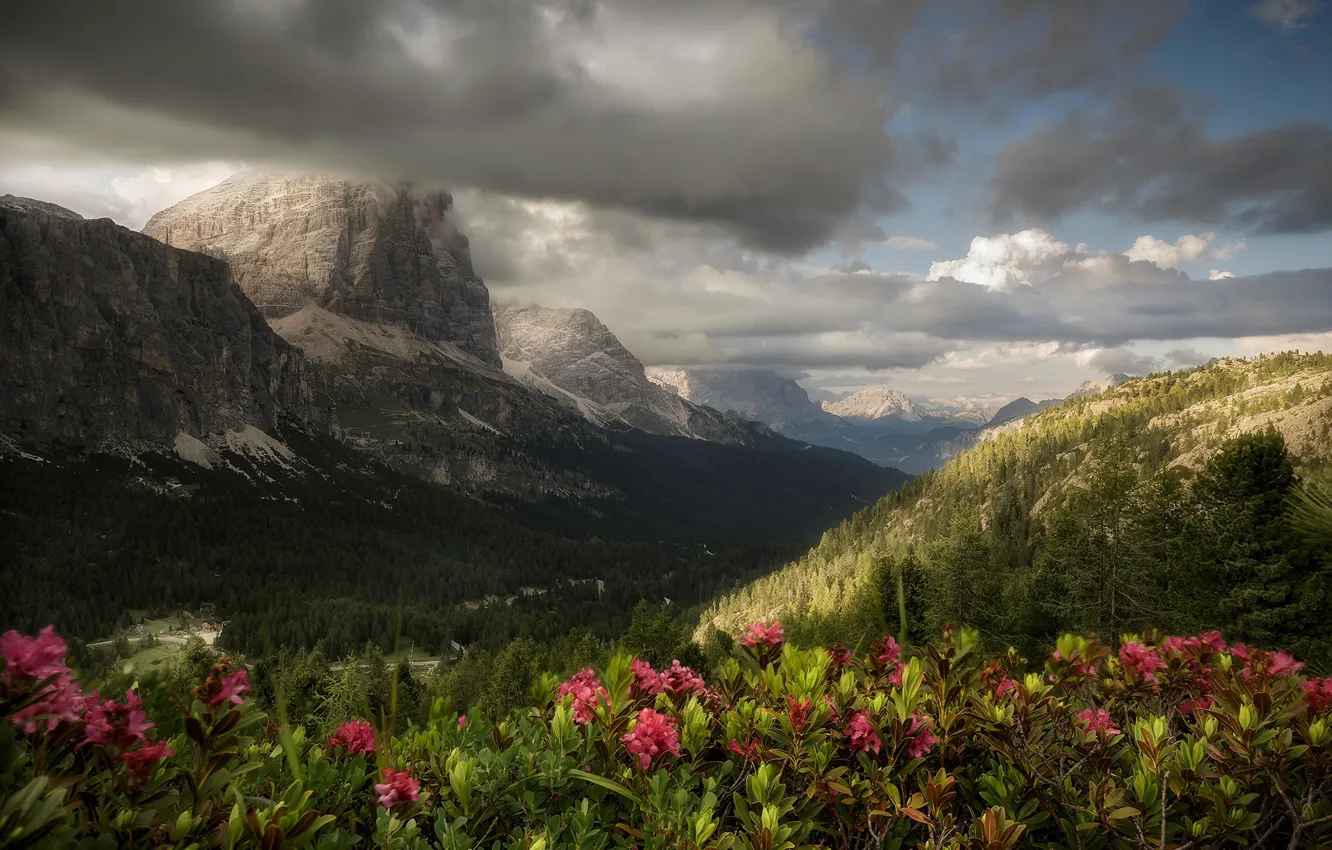 Photo wallpaper clouds, flowers, mountains, forest