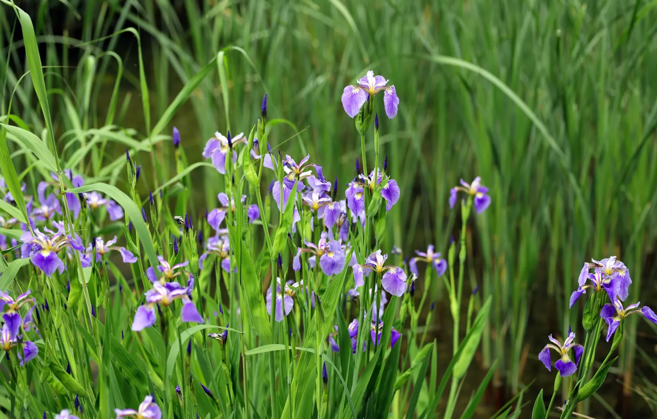 Photo wallpaper flowers, iris, lilac, leaves, greens, flowerbed, spring