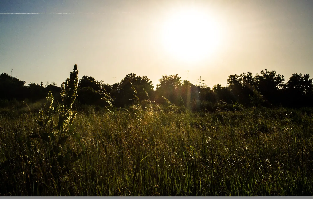 Photo wallpaper field, the sun, ears, sunset, sun, mmd