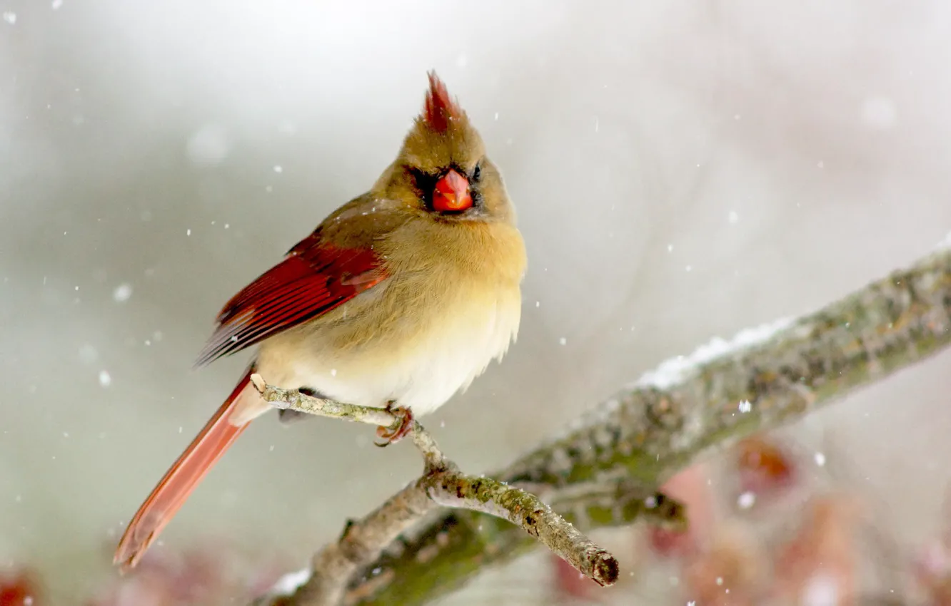 Photo wallpaper winter, bird, branch, bird, Lady, Cardinal, Cardinal