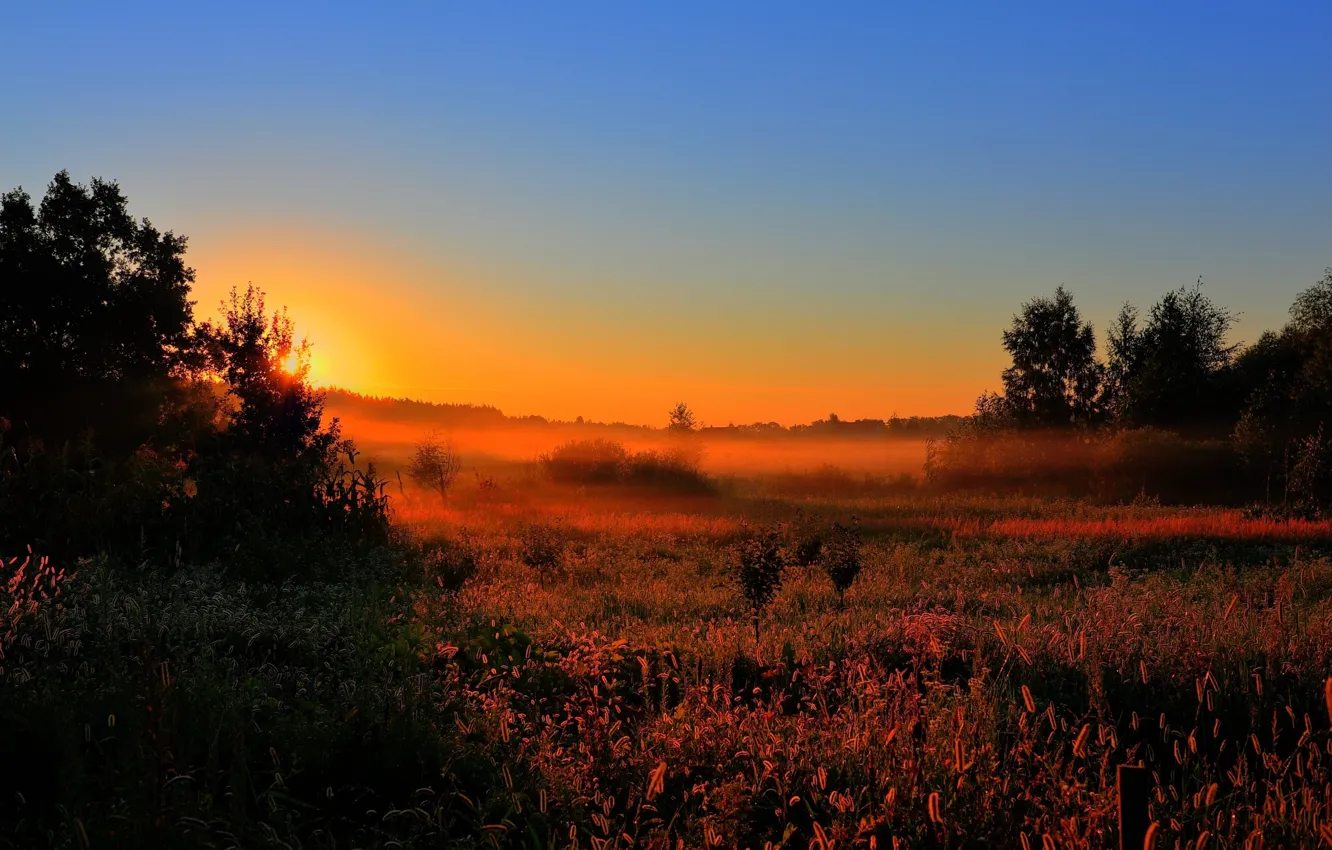Photo wallpaper forest, the sun, fog, dawn, glade