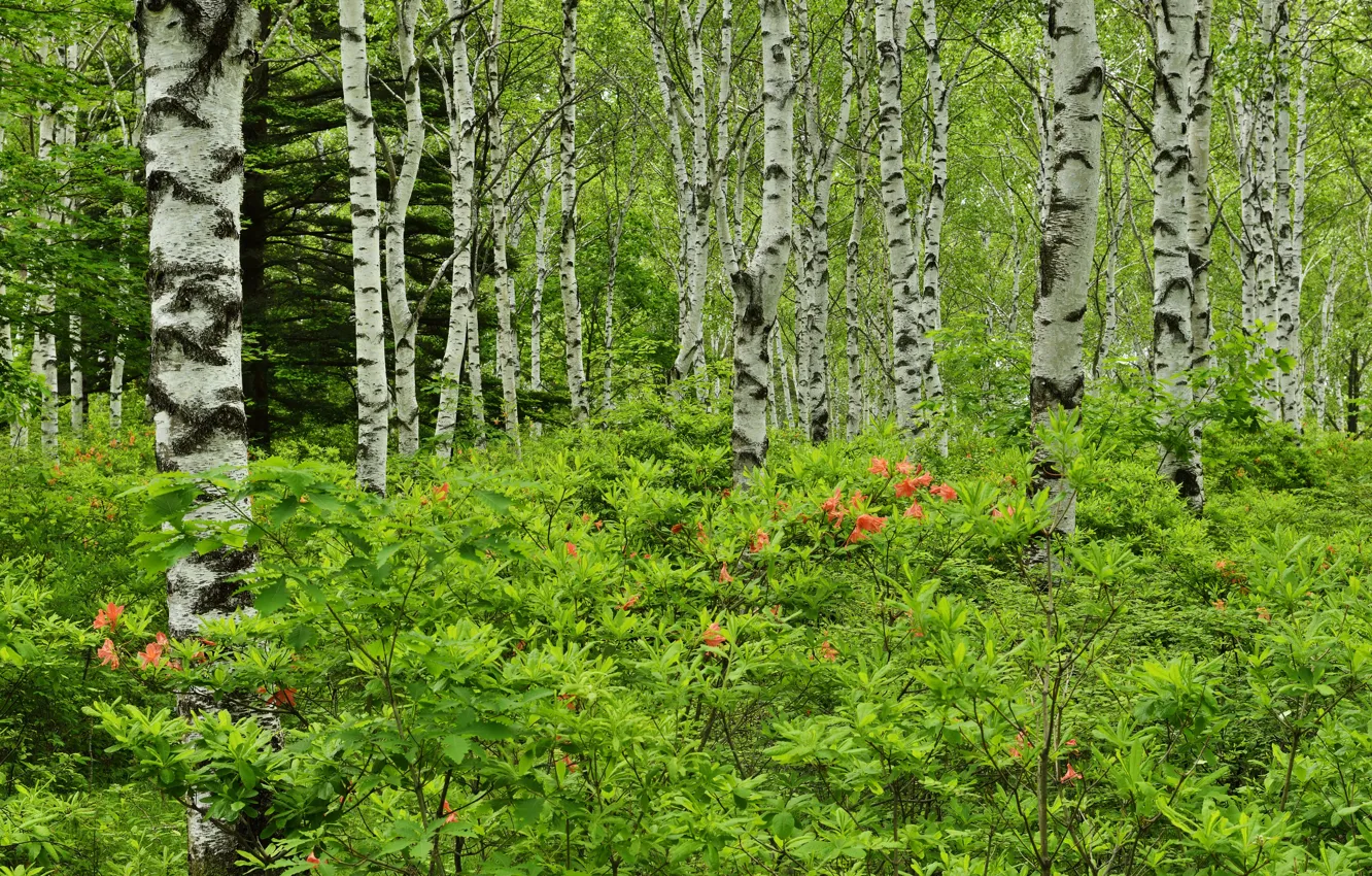 Photo wallpaper greens, forest, trees, flowers, birch, the bushes, rhododendrons