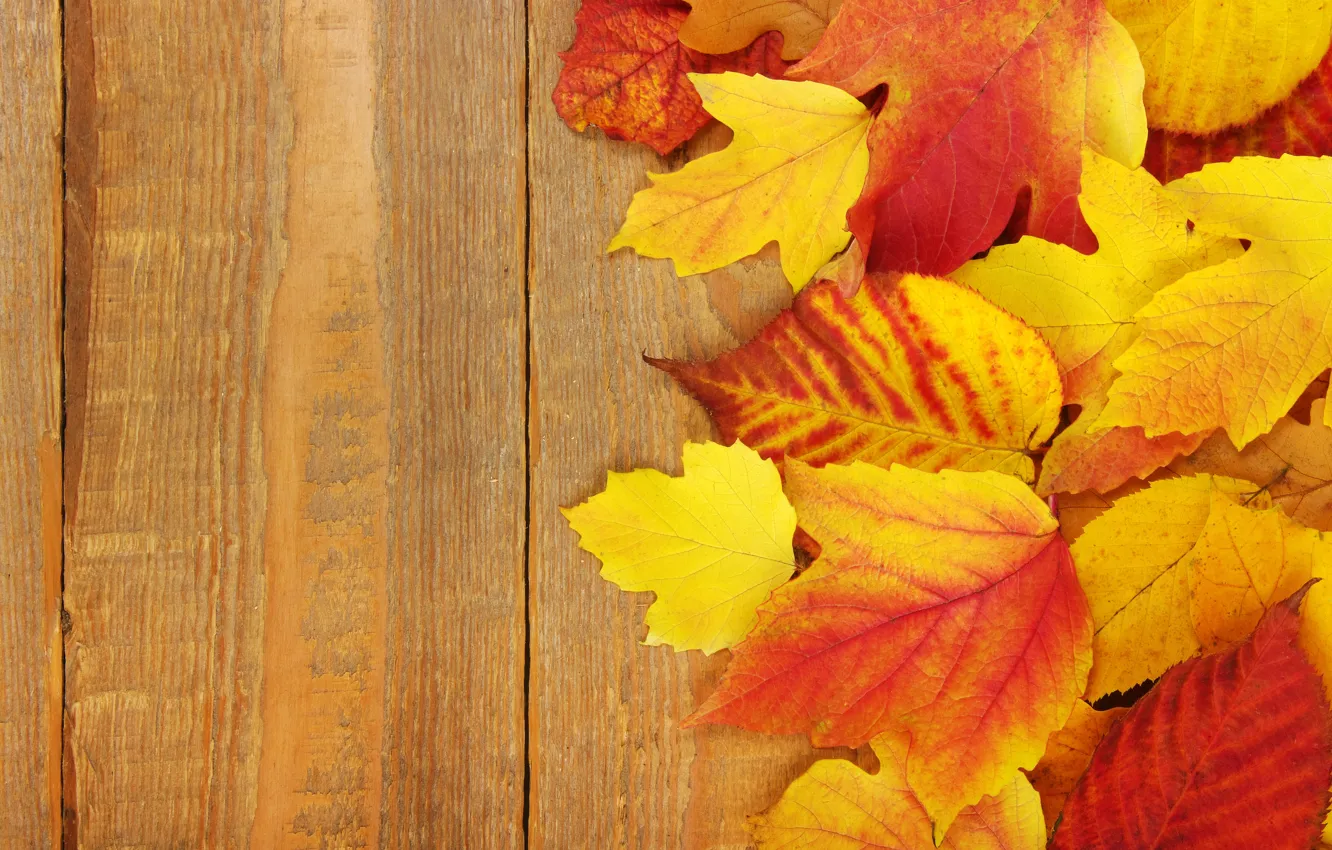 Photo wallpaper autumn, leaves, background, Board, colorful, maple, wood, background