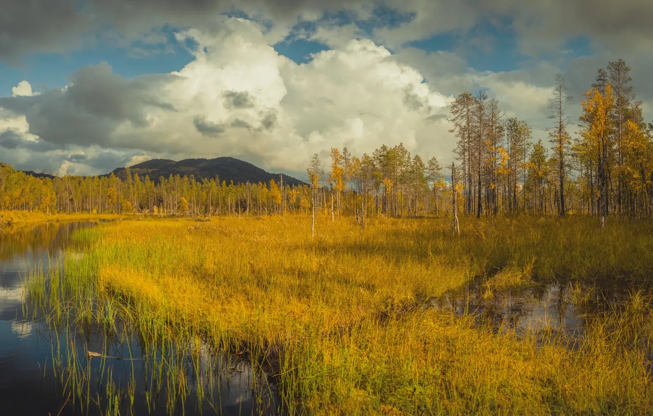 Photo wallpaper autumn, forest, panorama