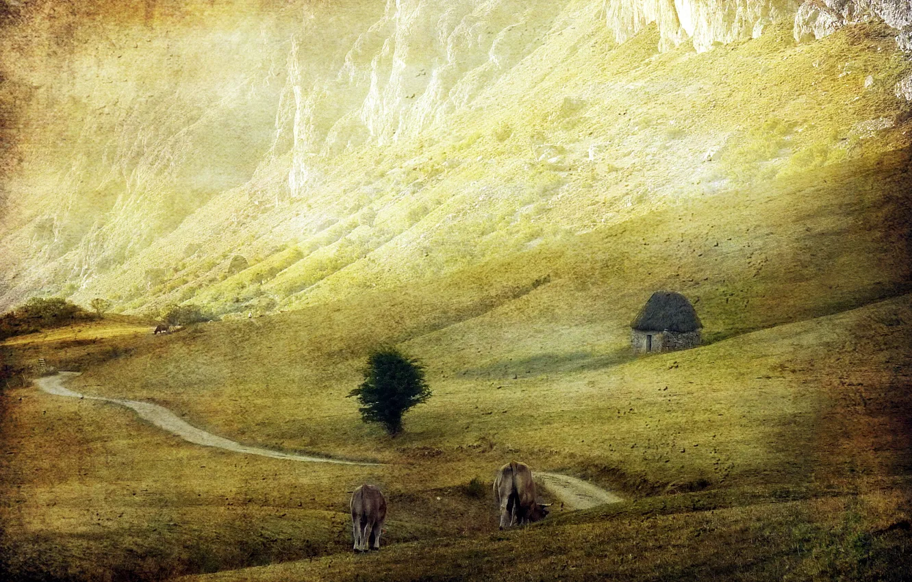 Photo wallpaper field, landscape, style, cattle
