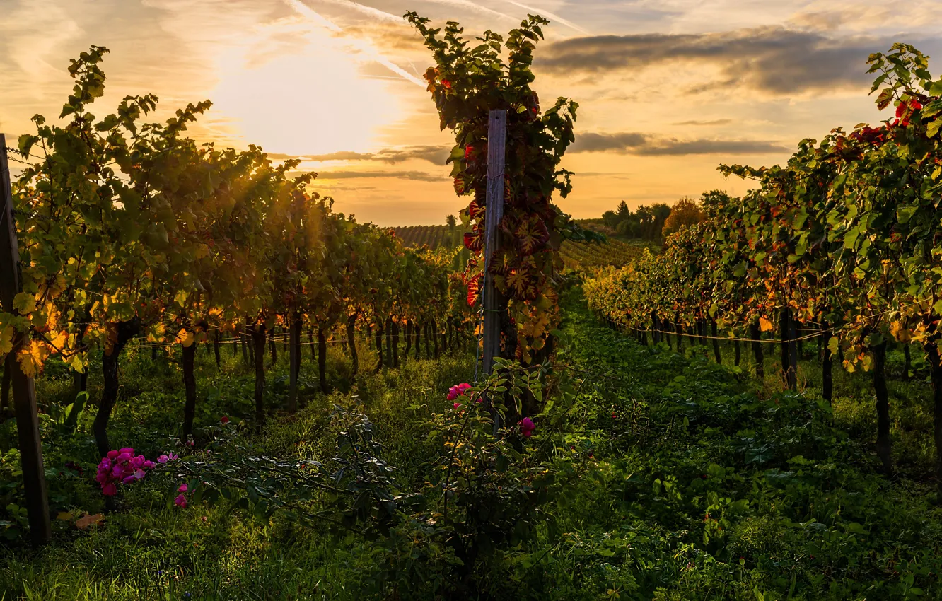 Photo wallpaper field, the sky, grass, the sun, clouds, vineyard, the bushes, plantation