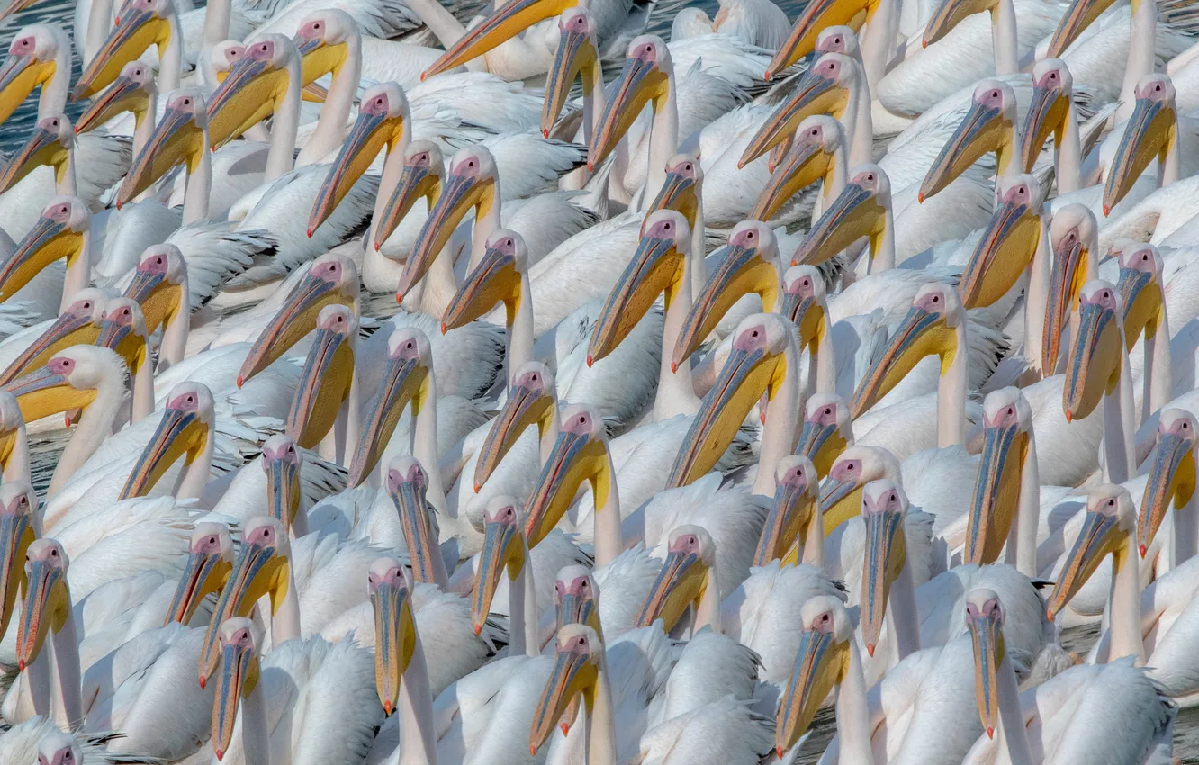 Photo wallpaper bird, pack, a lot, Pelican