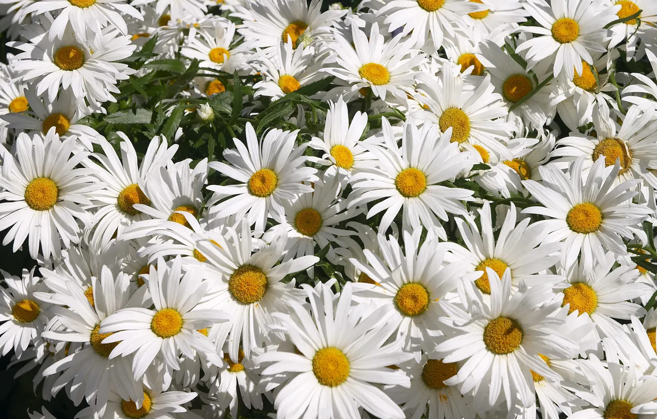 Photo wallpaper summer, Wallpaper, chamomile, petals, flowerbed