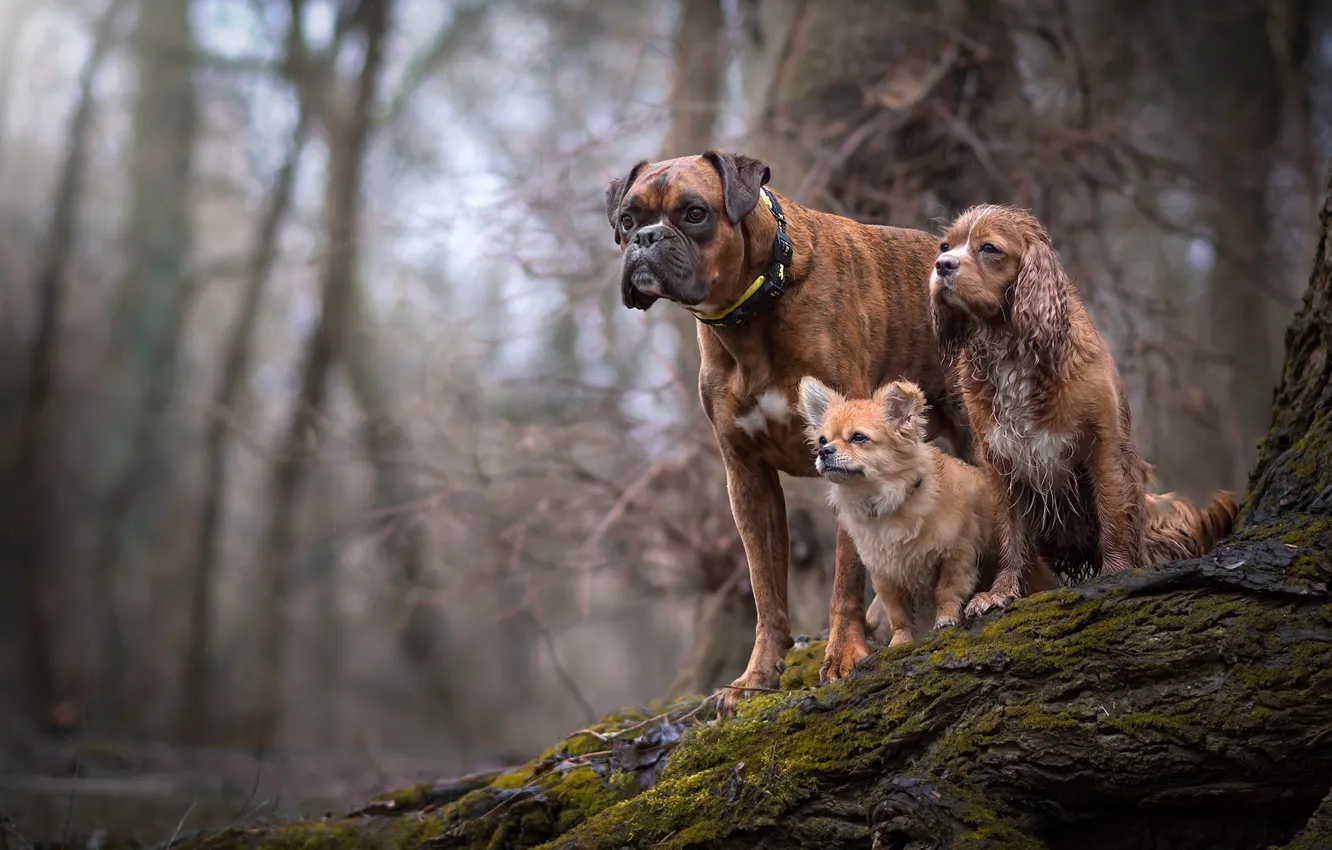 Photo wallpaper nature, each, dog